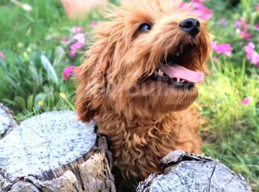 Harika Toy Poodle Erkek Red görsel