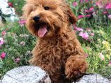 Harika Toy Poodle Erkek Red