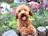 Harika Toy Poodle Erkek Red