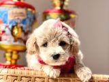 Dizayn Irk Sevimli Maltipoo Yavrular