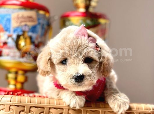 Dizayn Irk Sevimli Maltipoo Yavrular görsel