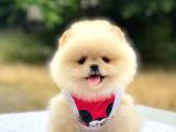 Pomeranian Boo Teddy Face Dişi Yavrumuz