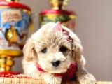 Dizayn Irk Sevimli Maltipoo Yavrular
