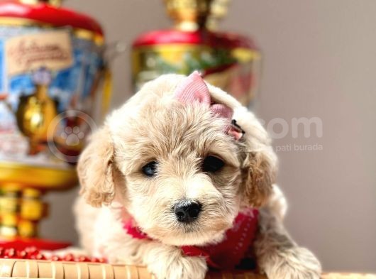 Dizayn Irk Sevimli Maltipoo Yavrular görsel