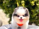 Safkan Pomeranian Boo Yavrular