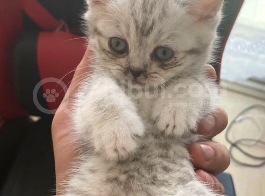 British Shorthair 2 Aylık Yavru Kedi görsel