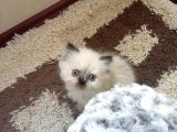 2 Aylık Erkek Iran Ve Chinchilla