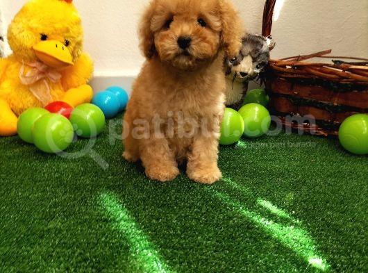 Safkan Toy Boyut Poodle Yavrularimiz görsel