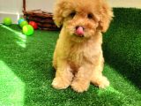Safkan Toy Boyut Poodle Yavrularimiz