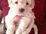 Maltipoo Bebekler
