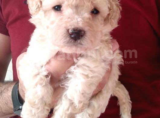 Maltipoo Bebekler