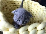 Gri Scottish Straight Scottish Fold Bebekler Yeni Ailelerini Arıyorlar