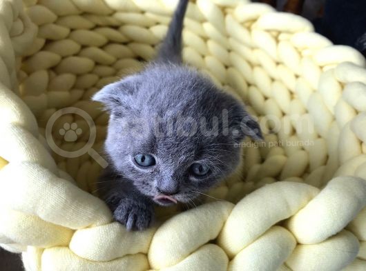 Gri Scottish Straight Scottish Fold Bebekler Yeni Ailelerini Arıyorlar görsel