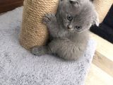 Gri Scottish Straight Scottish Fold Bebekler Yeni Ailelerini Arıyorlar
