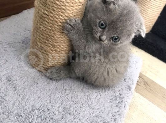 Gri Scottish Straight Scottish Fold Bebekler Yeni Ailelerini Arıyorlar