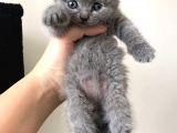 Gri Scottish Straight Scottish Fold Bebekler Yeni Ailelerini Arıyorlar