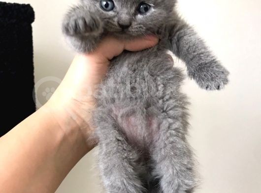 Gri Scottish Straight Scottish Fold Bebekler Yeni Ailelerini Arıyorlar görsel