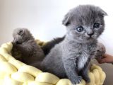 Gri Scottish Straight Scottish Fold Bebekler Yeni Ailelerini Arıyorlar
