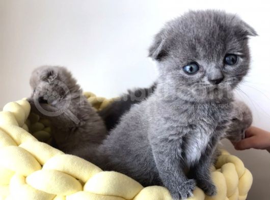 Gri Scottish Straight Scottish Fold Bebekler Yeni Ailelerini Arıyorlar görsel