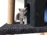 Gri Scottish Straight Scottish Fold Bebekler Yeni Ailelerini Arıyorlar