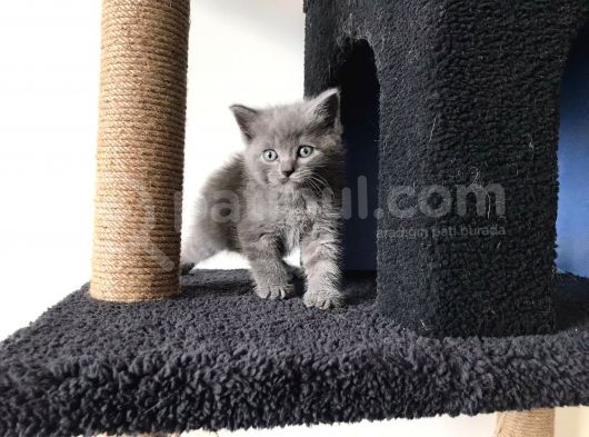 Gri Scottish Straight Scottish Fold Bebekler Yeni Ailelerini Arıyorlar görsel