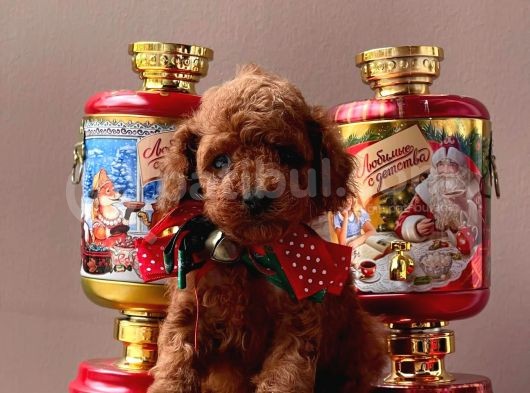 Sevimli Toy Poodle görsel