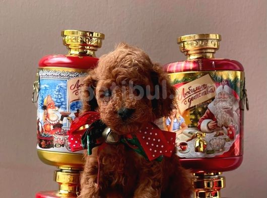 Sevimli Toy Poodle görsel