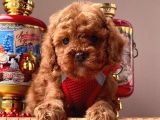 Safkan Toy Poodle Yavrular