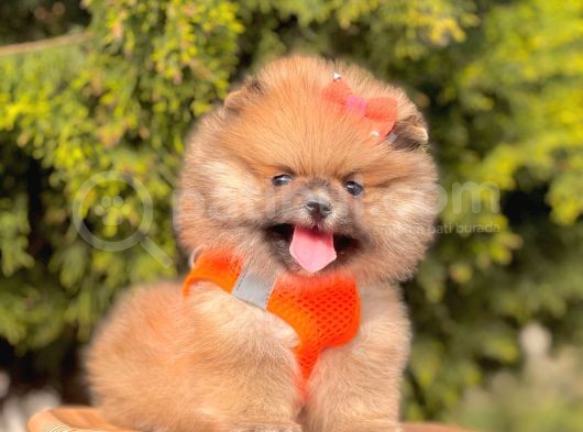 Safkan Pomeranian Teddy Face Yavrular görsel