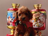 Sevimli Toy Poodle