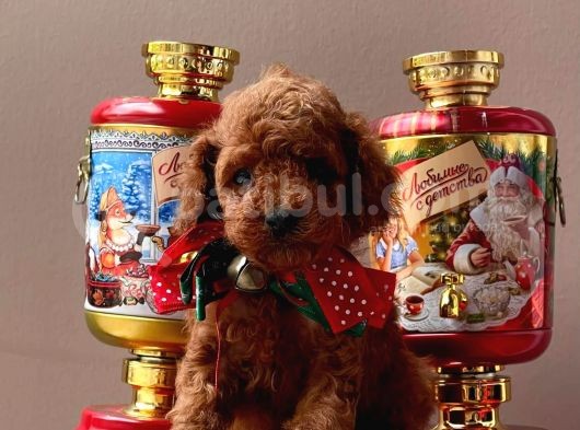 Sevimli Toy Poodle