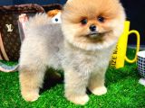 Muhteşem Surat Yapısına Sahip Pomeranian Boo Yavrumuz