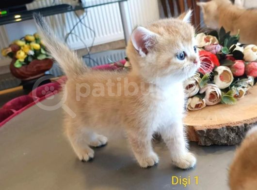 Üst Düzey  Gen Hatti Golden Bebekler görsel