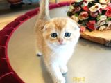 Üst Düzey  Gen Hatti Golden Bebekler