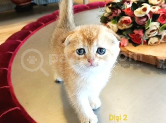 Üst Düzey  Gen Hatti Golden Bebekler görsel