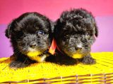 Uygun Anne Altından Toy Poodlelar