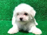 Irk Güzeli Maltese Yavrularımız
