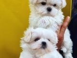 Maltese Terri̇er Yavrulari