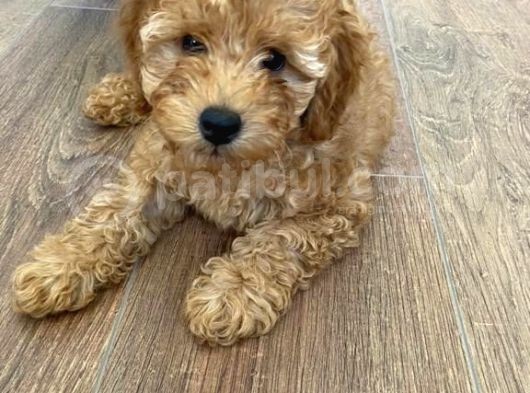 Toy Poodle Dişi
