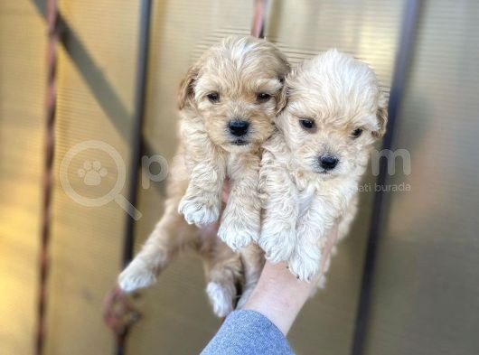 Mix Irk Sevimli Yavrular Maltipoo Yavrular görsel