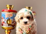 Safkan Toy Poodle Yavrularımız