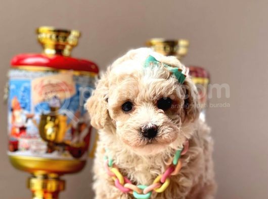 Safkan Toy Poodle Yavrularımız görsel