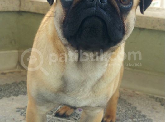 Balıkesir Merkezde Pug görsel