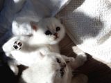 Safkan British Shorthair Yavrular