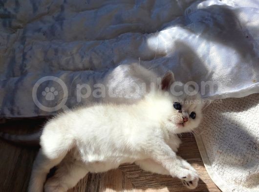 Safkan British Shorthair Yavrular görsel