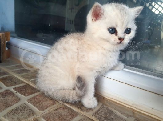 Safkan British Shorthair Yavrular görsel