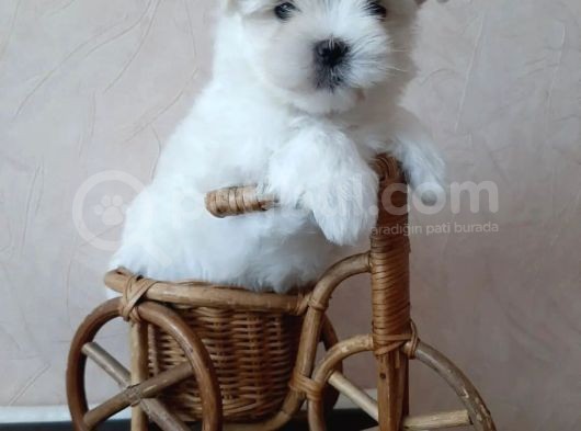 Kar Beyaz Maltese Mini Boy Yavrular görsel