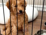 Toy Poodle Dişi