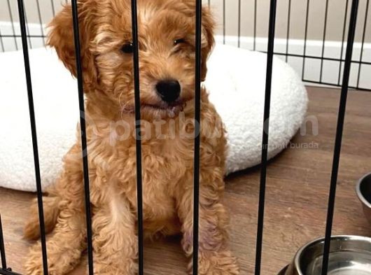 Toy Poodle Dişi görsel