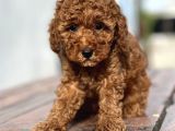 Bebek Surat Toy Poodle Yavrular